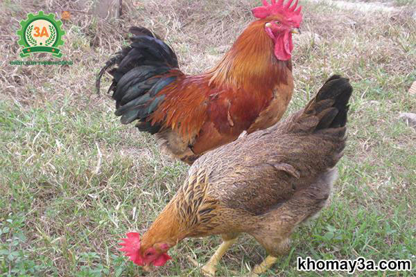 Cách chọn gà thả vườn ngon - hướng dẫn chi tiết và mẹo nhận biết