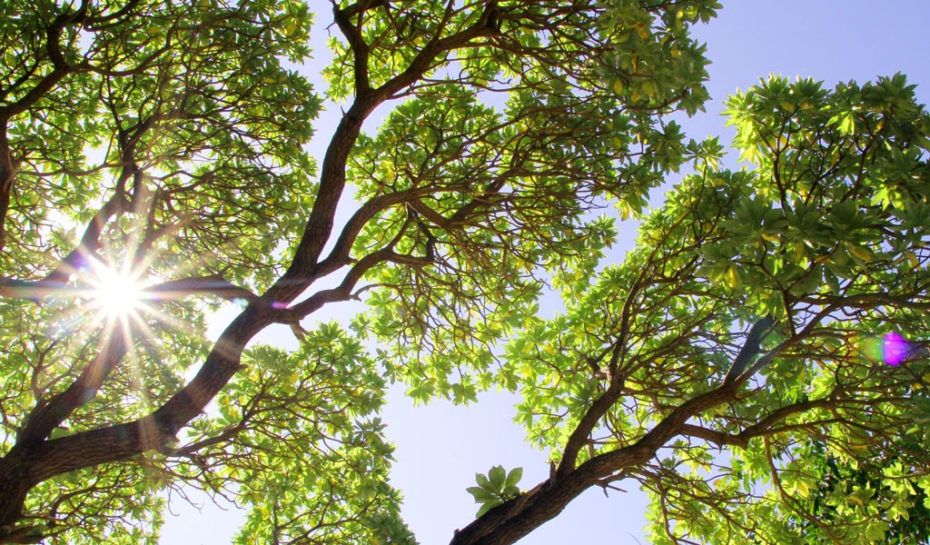 Cây phong ba ở trường sa - biểu tượng kiên cường giữa biển khơi