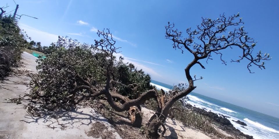 Cây phong ba trên đảo xa: biểu tượng của sự kiên cường và sức sống mãnh liệt