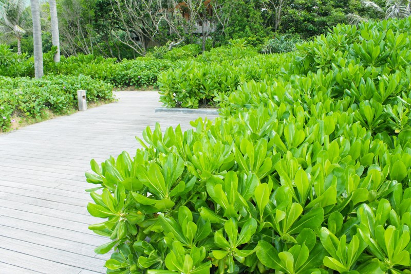 Giới thiệu về cây phong ba