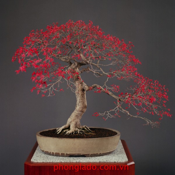 Cây phong bonsai, vẻ Đẹp tinh tế và Ý nghĩa phong thủy