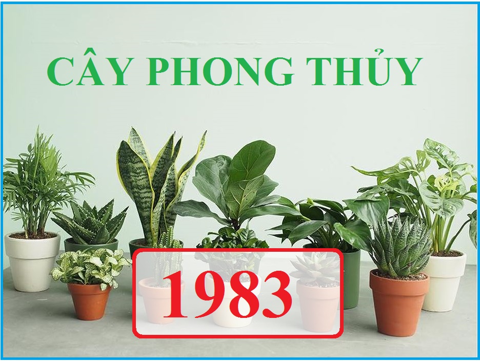 Cây phong thủy hợp tuổi hợi: bí quyết tăng tài lộc và vận may 2025