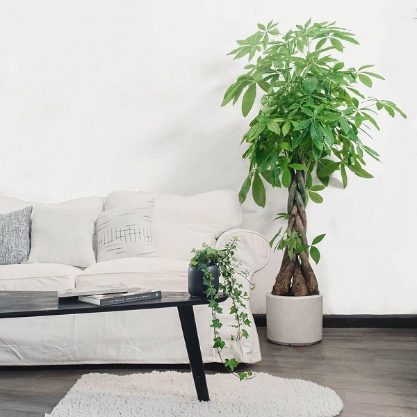 Cây phòng khách Đẹp: lựa chọn và bố trí tối Ưu cho không gian sống