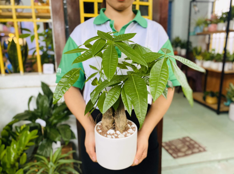 Tổng hợp các loại cây phong kiểng Đẹp và Ý nghĩa phong thủy