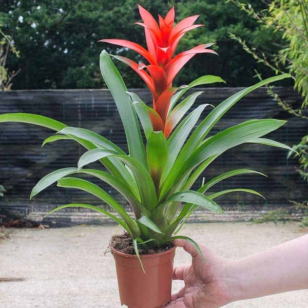 Cây phong lộc hoa - Ý nghĩa phong thủy, Đặc Điểm và cách chăm sóc