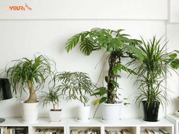 Cây phong mộc hoa - Đặc Điểm, công dụng và cách chăm sóc