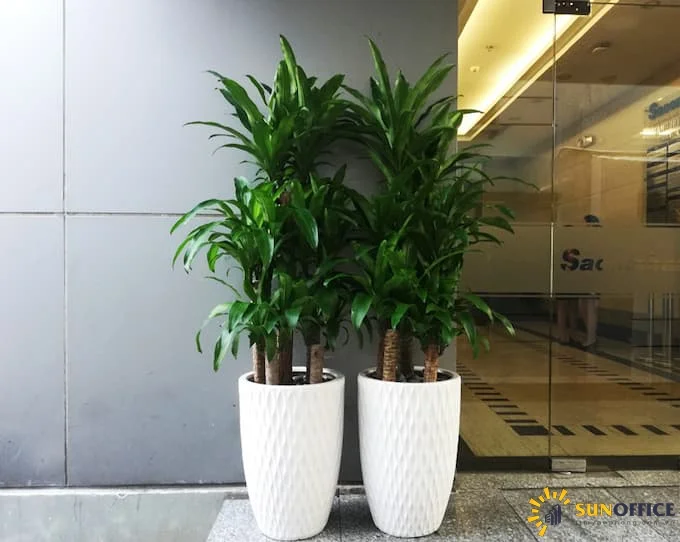 Cây phong thủy văn phòng - lựa chọn tốt nhất cho tài lộc và sức khỏe