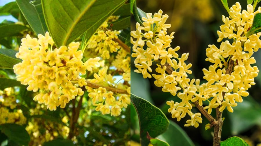 Cây quế thơm phong thủy, Ý nghĩa, công dụng và hướng dẫn trồng trước nhà