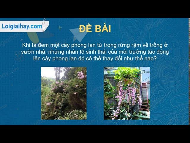 Khi ta Đem một cây phong lan từ rừng rậm về trồng Ở vườn nhà: những thách thức và cách chăm sóc hiệu quả