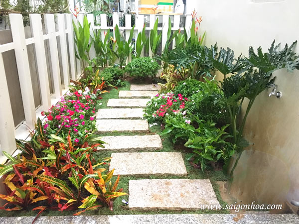 Những loại cây cảnh sân vườn Đẹp và dễ chăm sóc