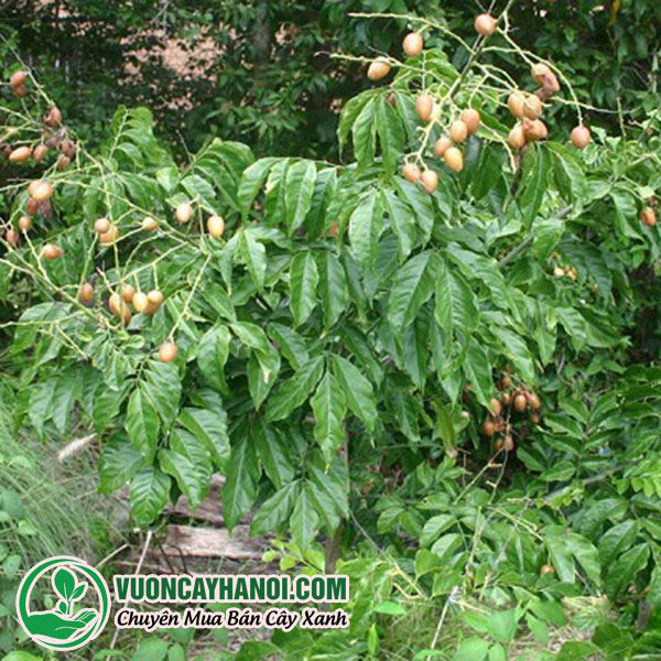 Phong thủy cây quất hồng bì - Ý nghĩa, tác dụng và cách trồng