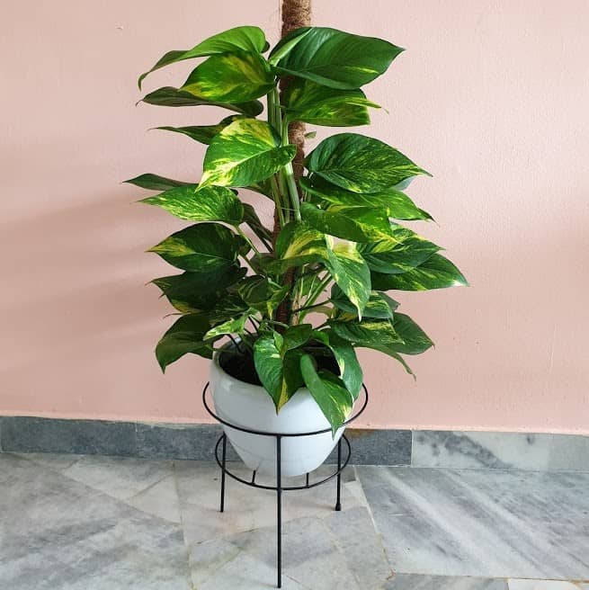 Phong thủy cây trầu Ông, Ý nghĩa, lợi Ích và cách chăm sóc