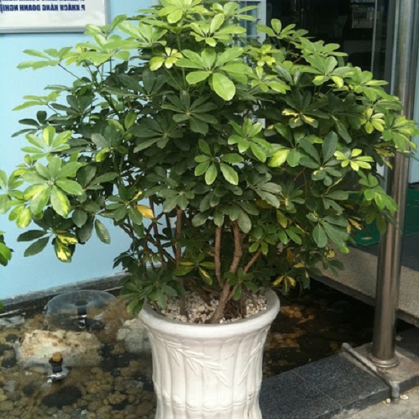 Tác dụng của cây ngũ gia bì trong phong thủy