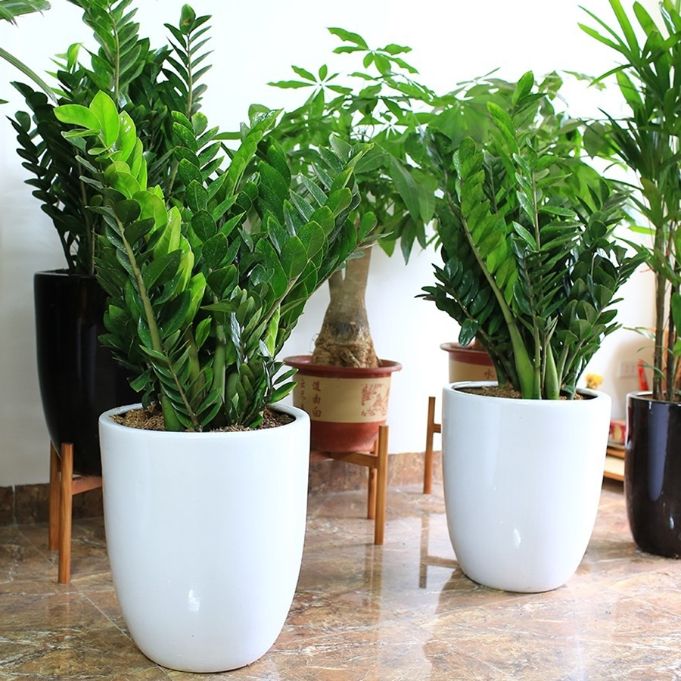 Tuổi mão 1975 trồng cây gì hợp phong thủy?