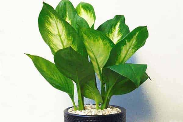 Cây phong thủy hợp tuổi mậu thân 1968, bí quyết thu hút tài lộc và may mắn