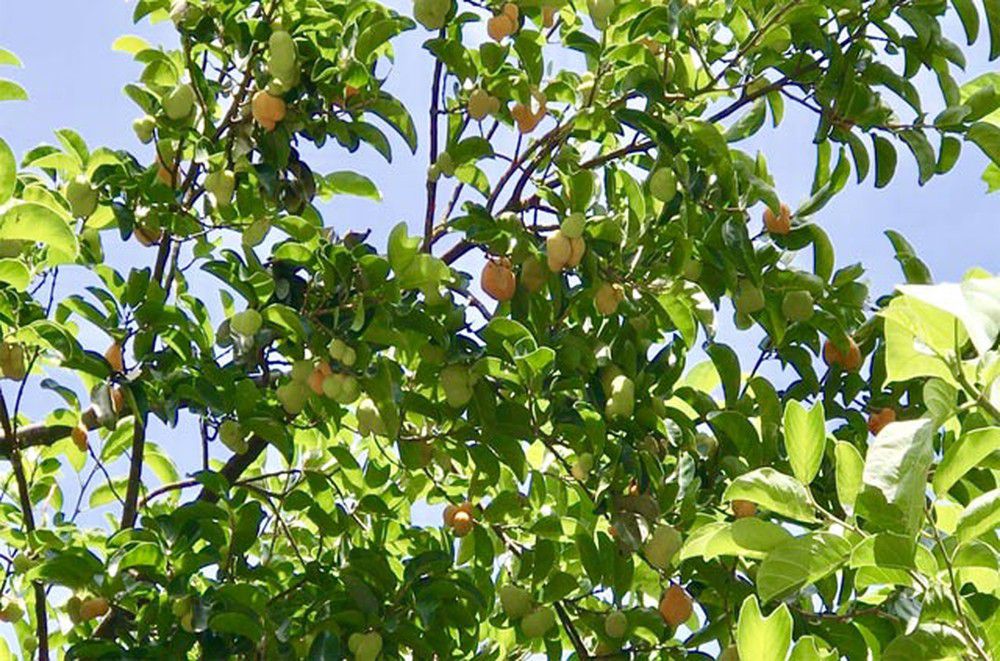 Ý nghĩa phong thủy của cây chay, tài lộc, may mắn và sức khỏe